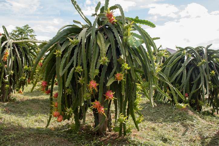 pitahaya cactus fruit